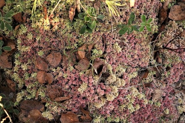 Heisanharju kirándulás, pihenés Finnországban