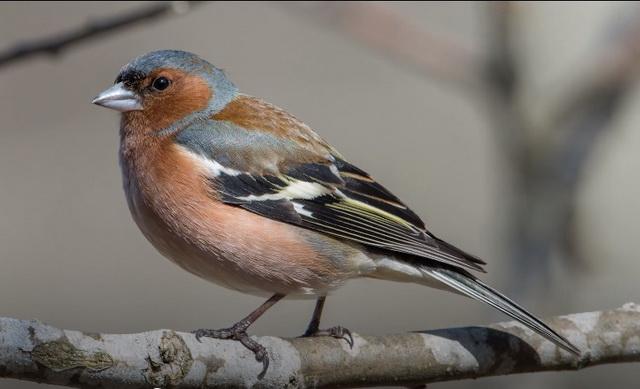 Madárvonulás a meteorológiai radaron Finnországban