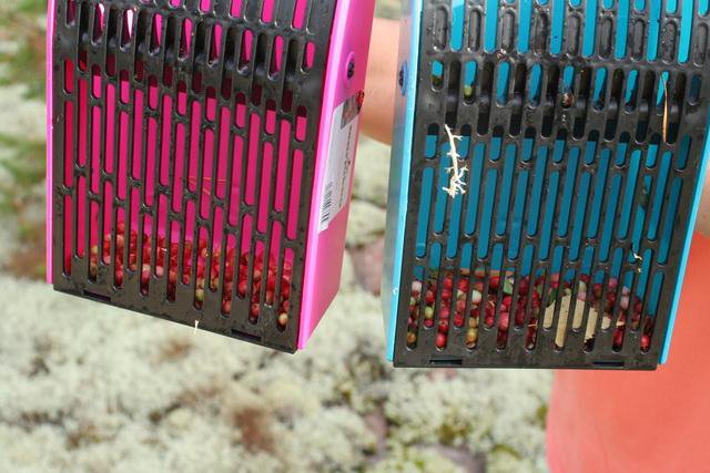 Vörös áfonya a bogyószedőben