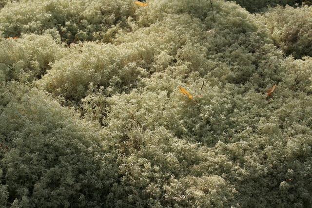 Poronjäkälä közelről