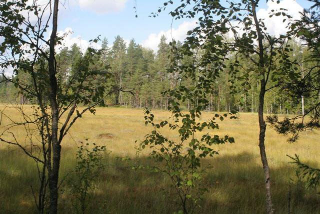 Kis mocsár az erdőben