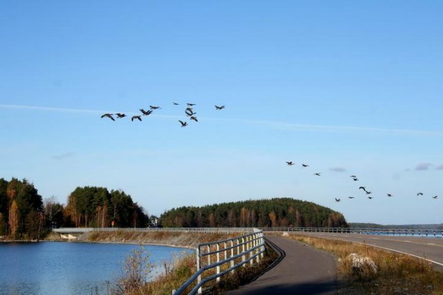 Pulkkilanharju madarakkal